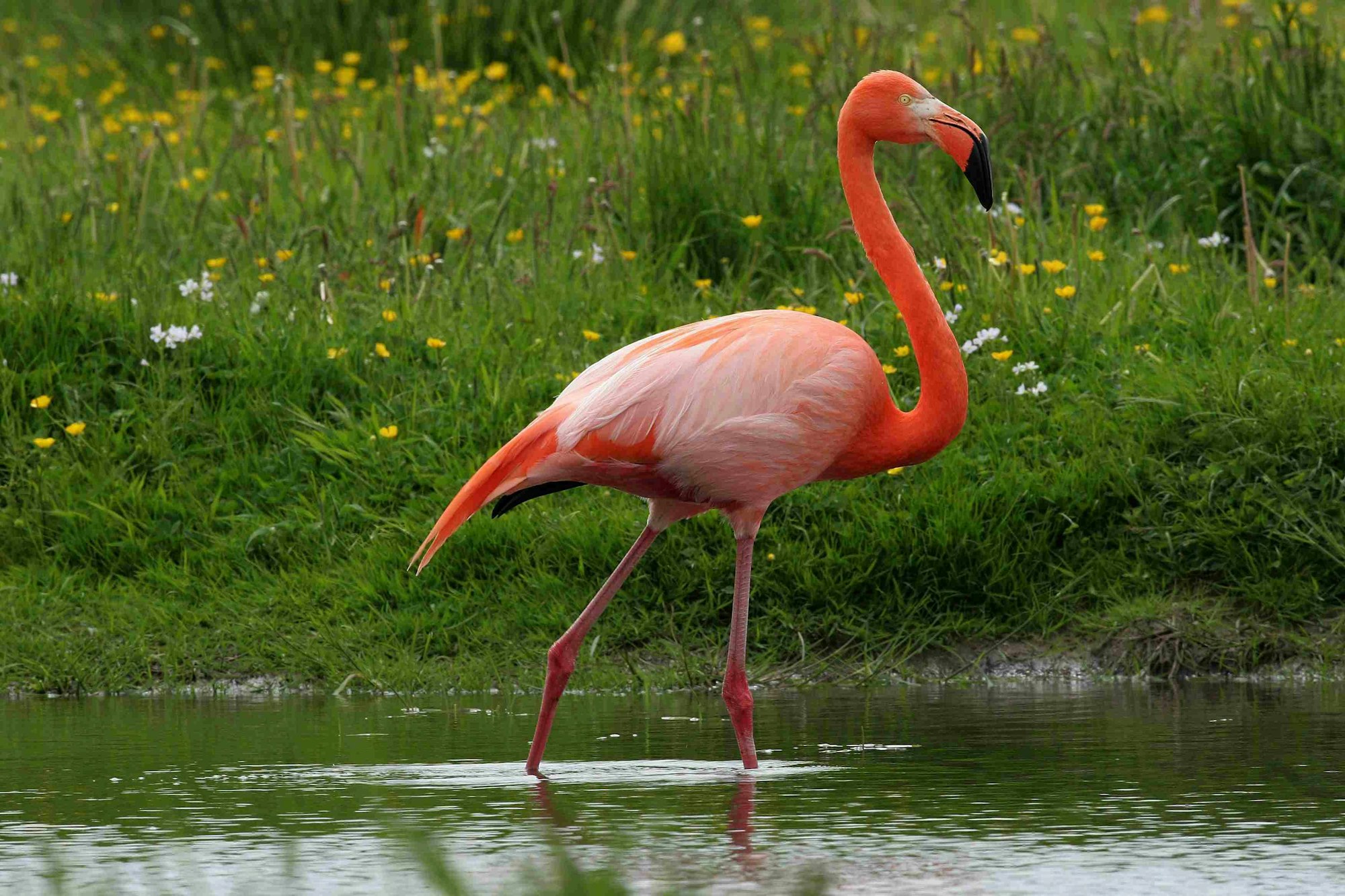 flamingo dpa