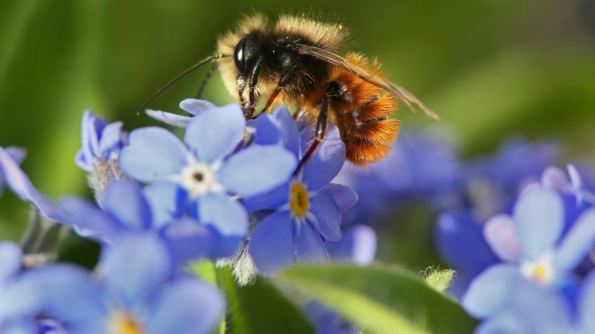 Wildbienen sind besonders gefährdet.