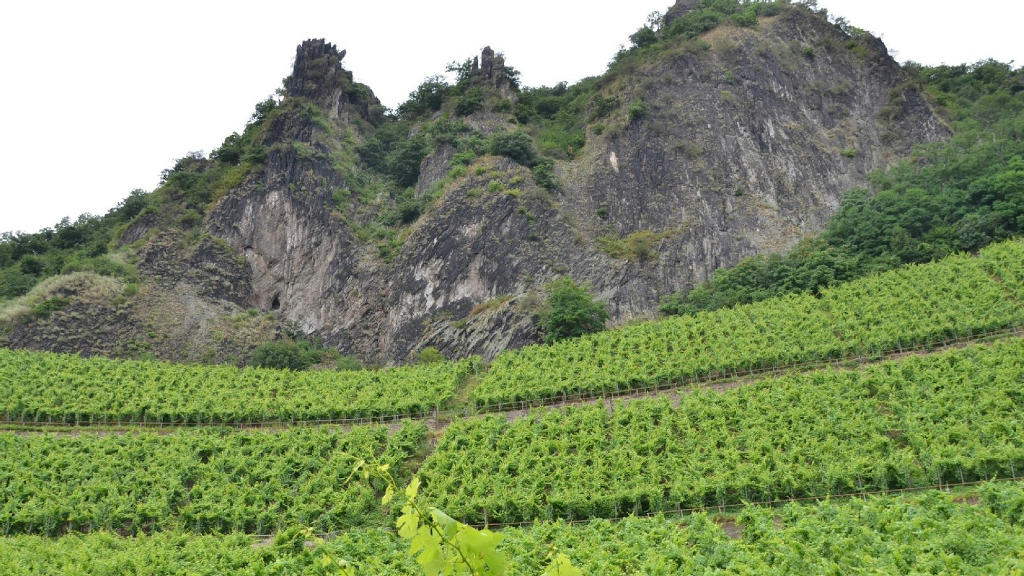 Grüne Weinberge mit Gebirge im Hintergrund.