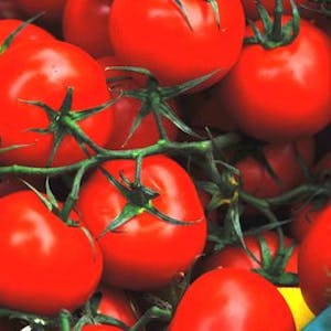 Eine kräftige Tomaten-Salsa passt zu Stockbrot und Nudeln.