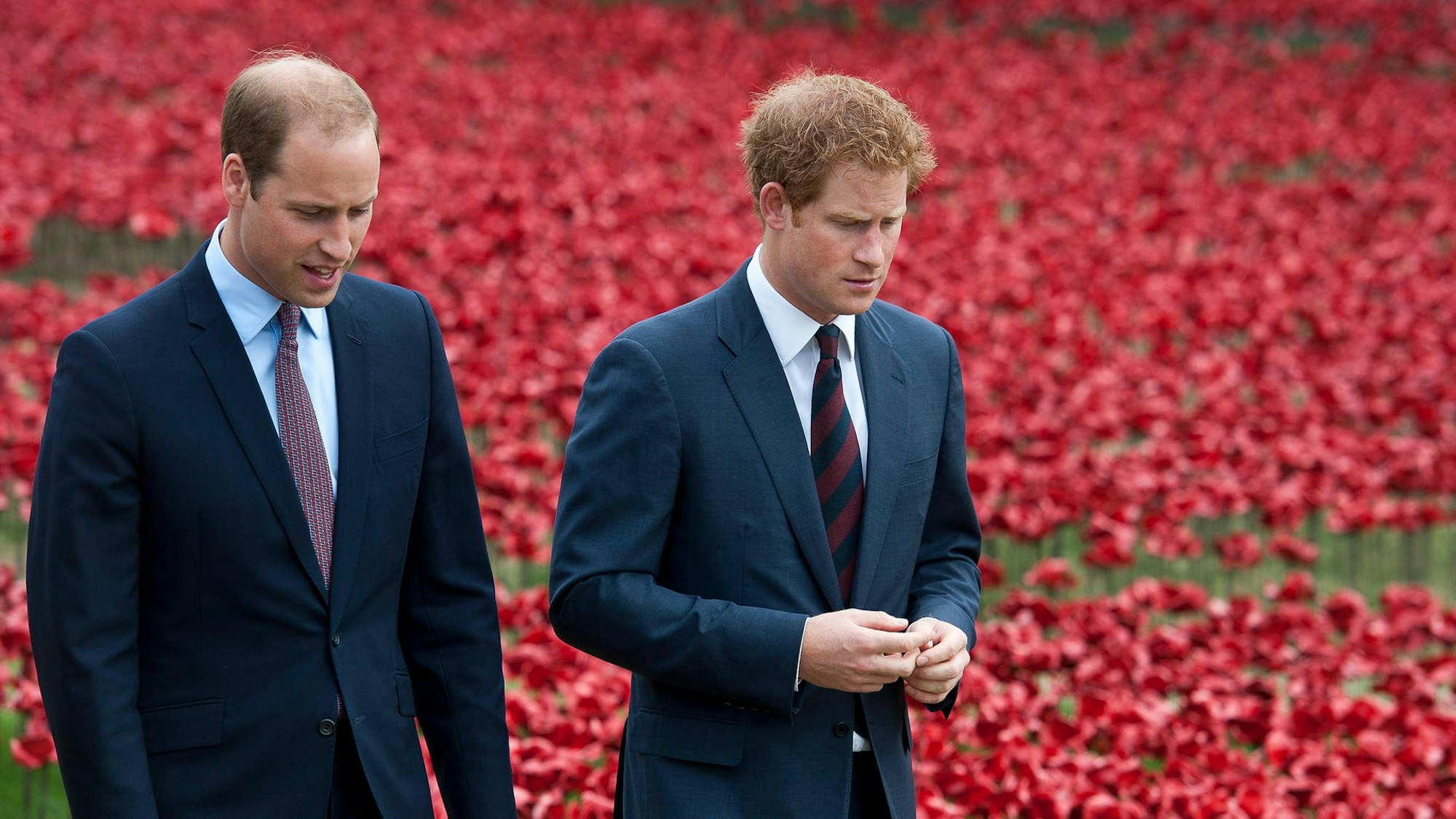Prinz William und Prinz Harry stehen vor einem Feld mit rotem Mohn.