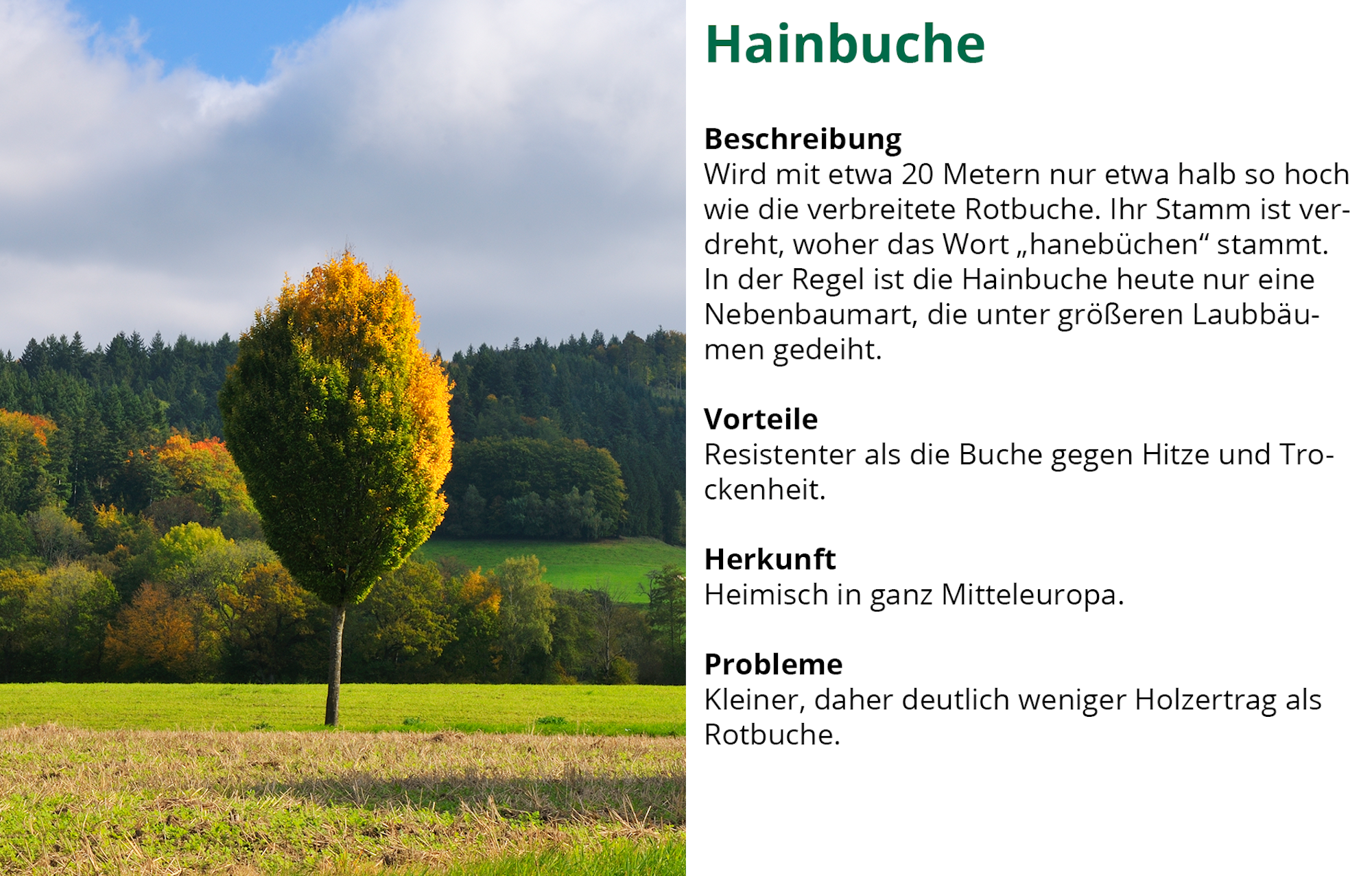 Waldserie-Hainbuche