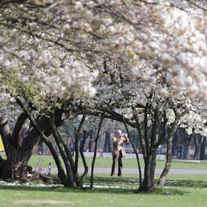Im Frühling blühen im Rheinpark die Kirschblüten.
