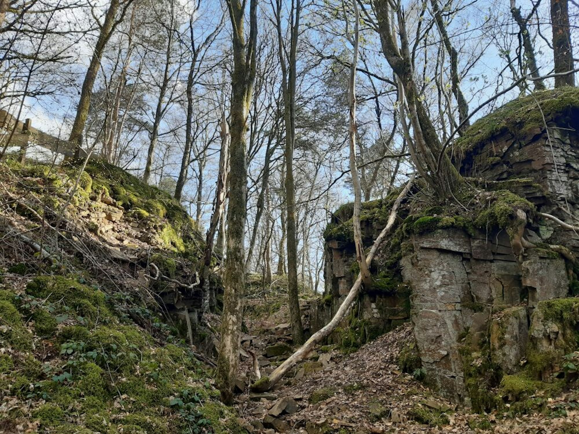 Die aufgelassenen Steinbrüche auf dem Brungerst bilden einen bizarren Lebensraum für ganz bestimmte Tier- und Pflanzenarten.