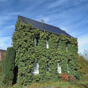 Grüne Fassaden und Dächer werden mit öffentlichen Mitteln gefördert – auch in Burscheid.
