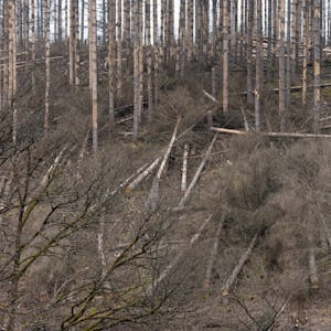 Gefahrenzone Wald: Vor plötzlich umstürzenden Bäumen wird gewarnt. Der Zustand des Waldes ist auch in der Forstbetriebsgemeinschaft Dörpe-Othetal besorgniserregend.