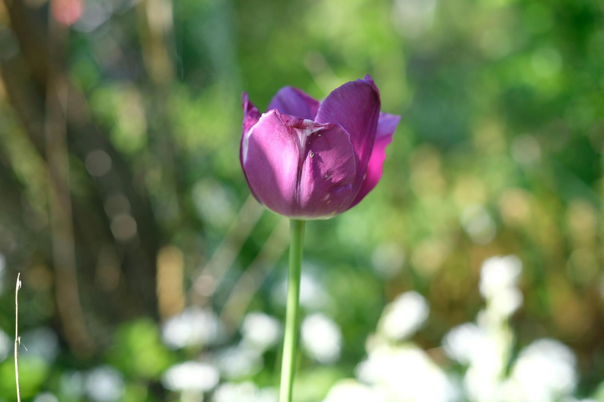 Gartenkalender Mai Tulpe