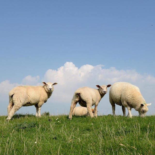 Vor allem Schafe und Rinder werden bei dem Opferfest geschlachtet.