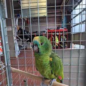 Der Papagei, „Wachleiter Hermann“ getauft, wartet seit Donnerstag auf Meldung von seinem Eigentümer.
