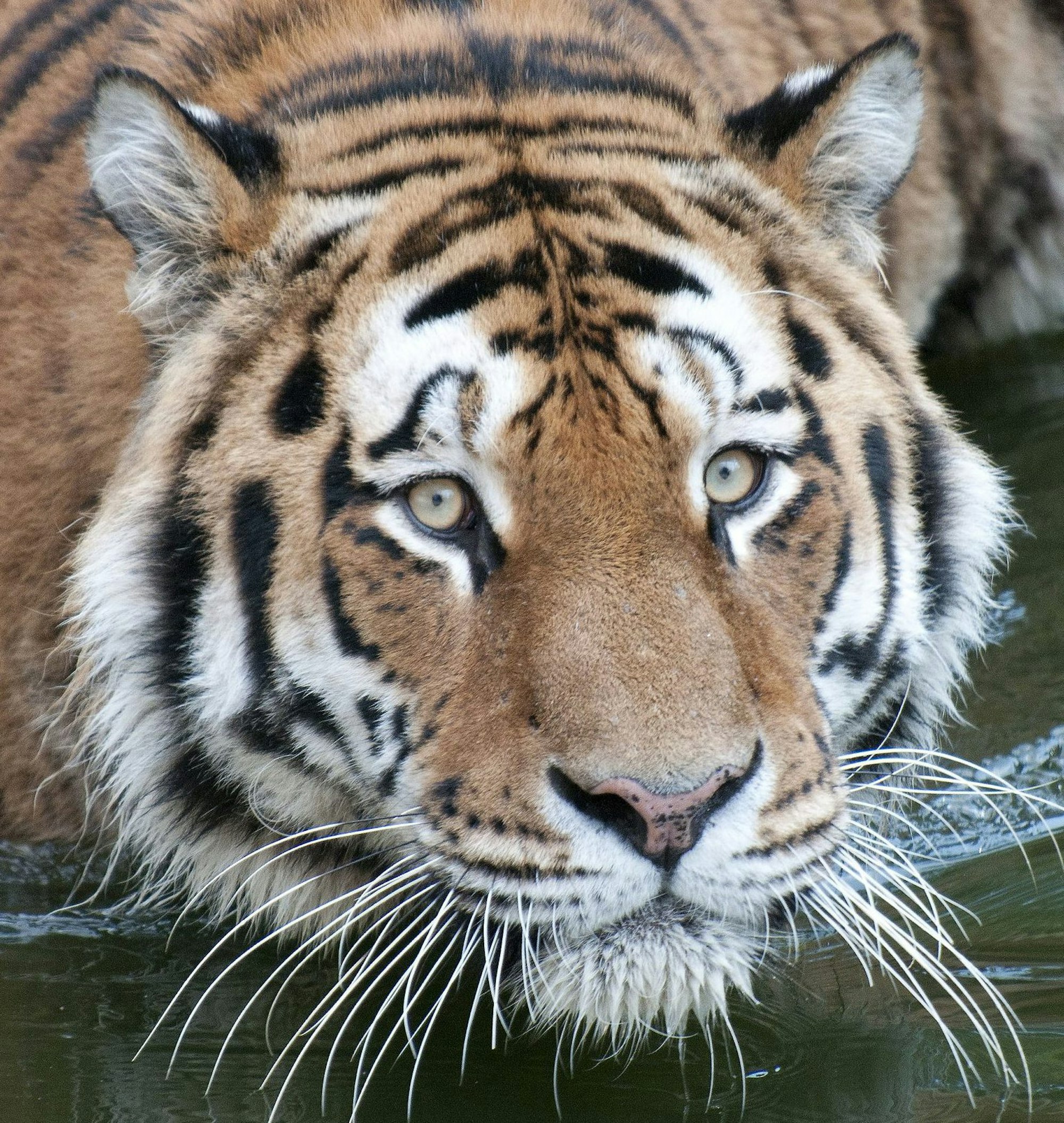 Tiger Kölner Zoo