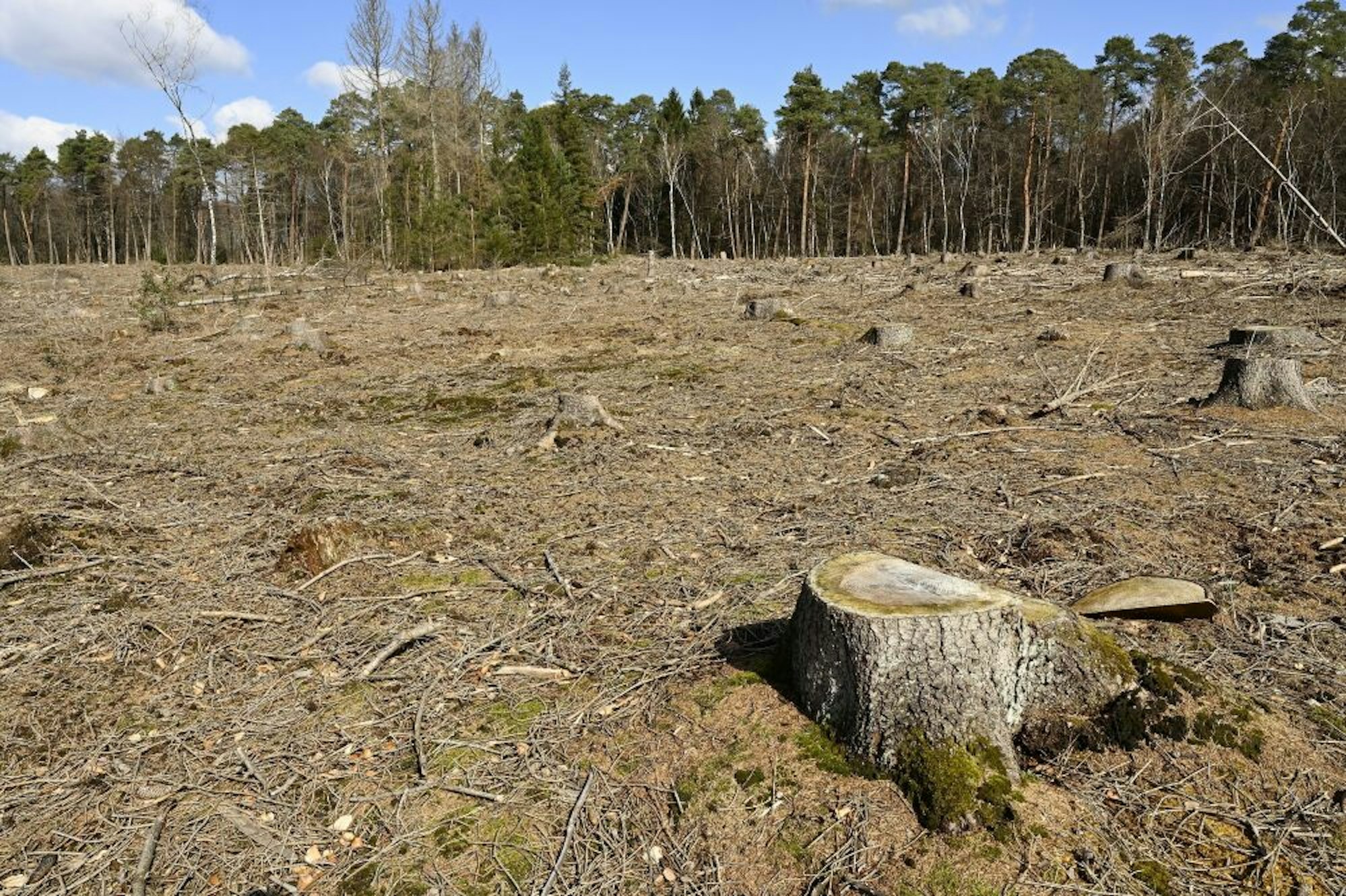 Kahle Flächen sind im Königsforst nach der Abholzung der Fichten entstanden.