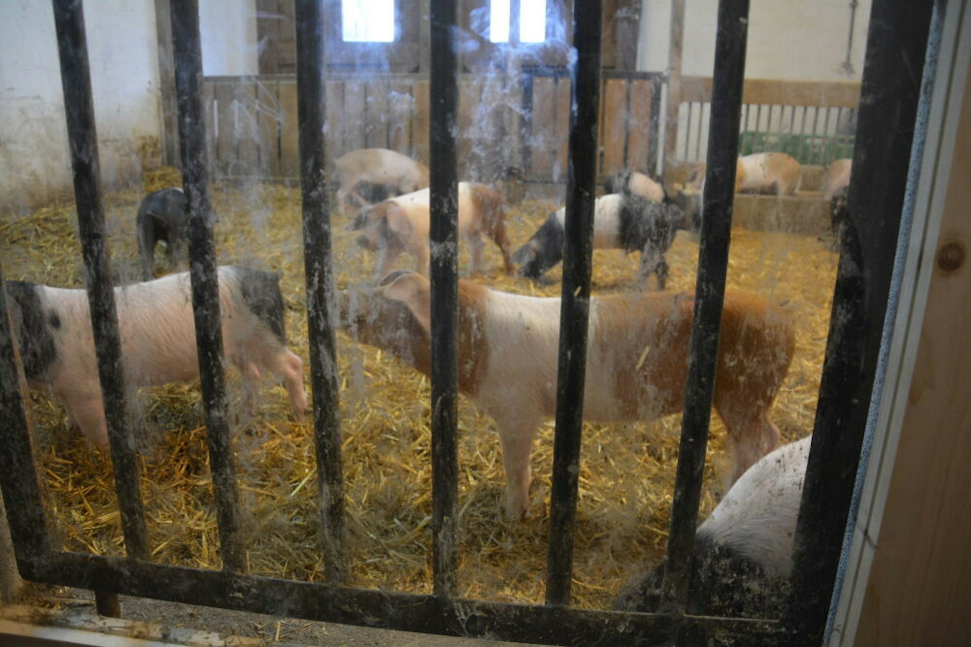 Auf dem Glessener Mühlenhof kann man die Schweine hinter Glas beobachten, Anfassen oder gar Füttern ist zur Zeit verboten.