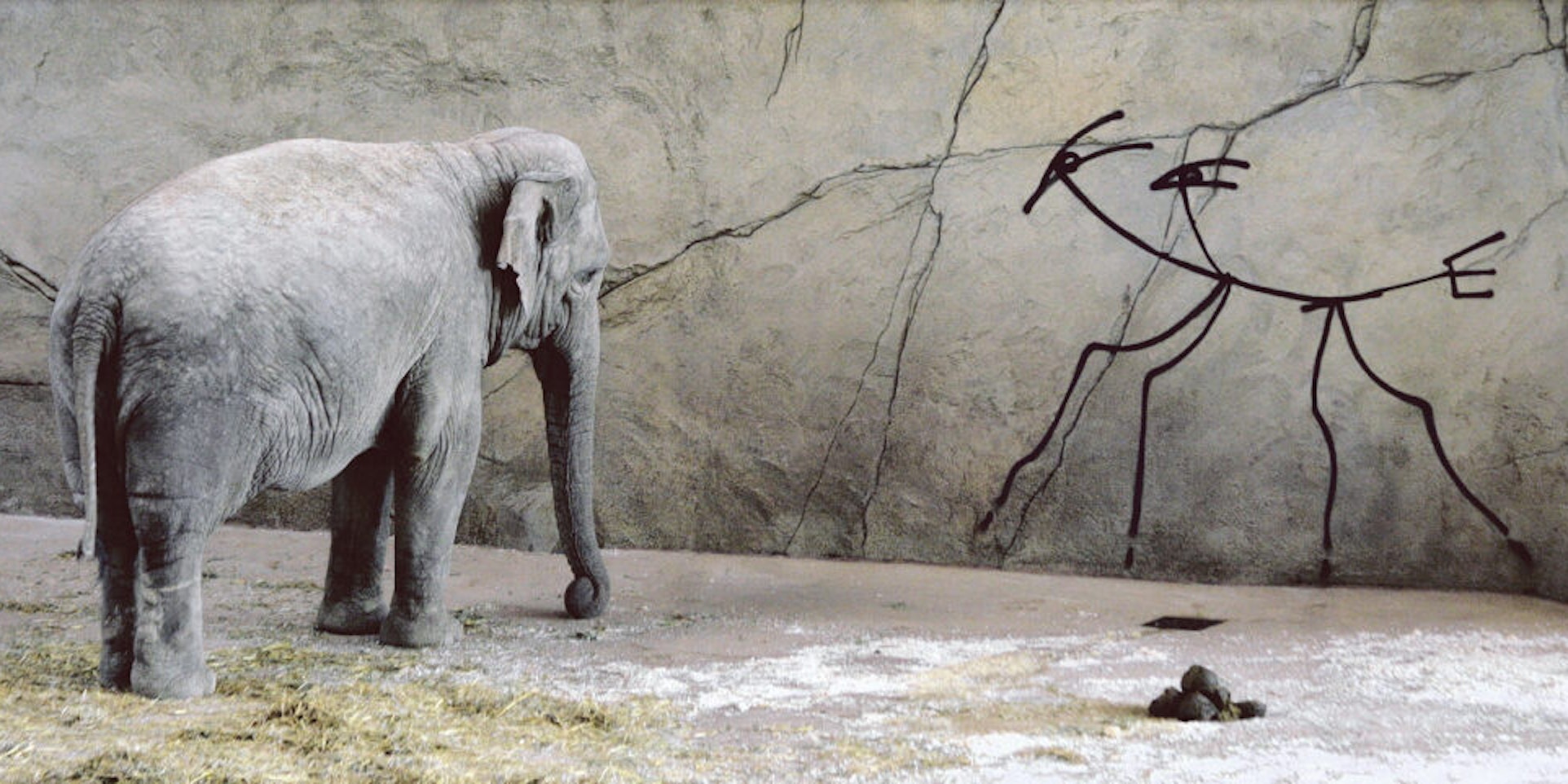 Seit 2010 findet sich dieses ganz legale Graffiti Harald Naegelis im Elefantenhaus des Kölner Zoos.