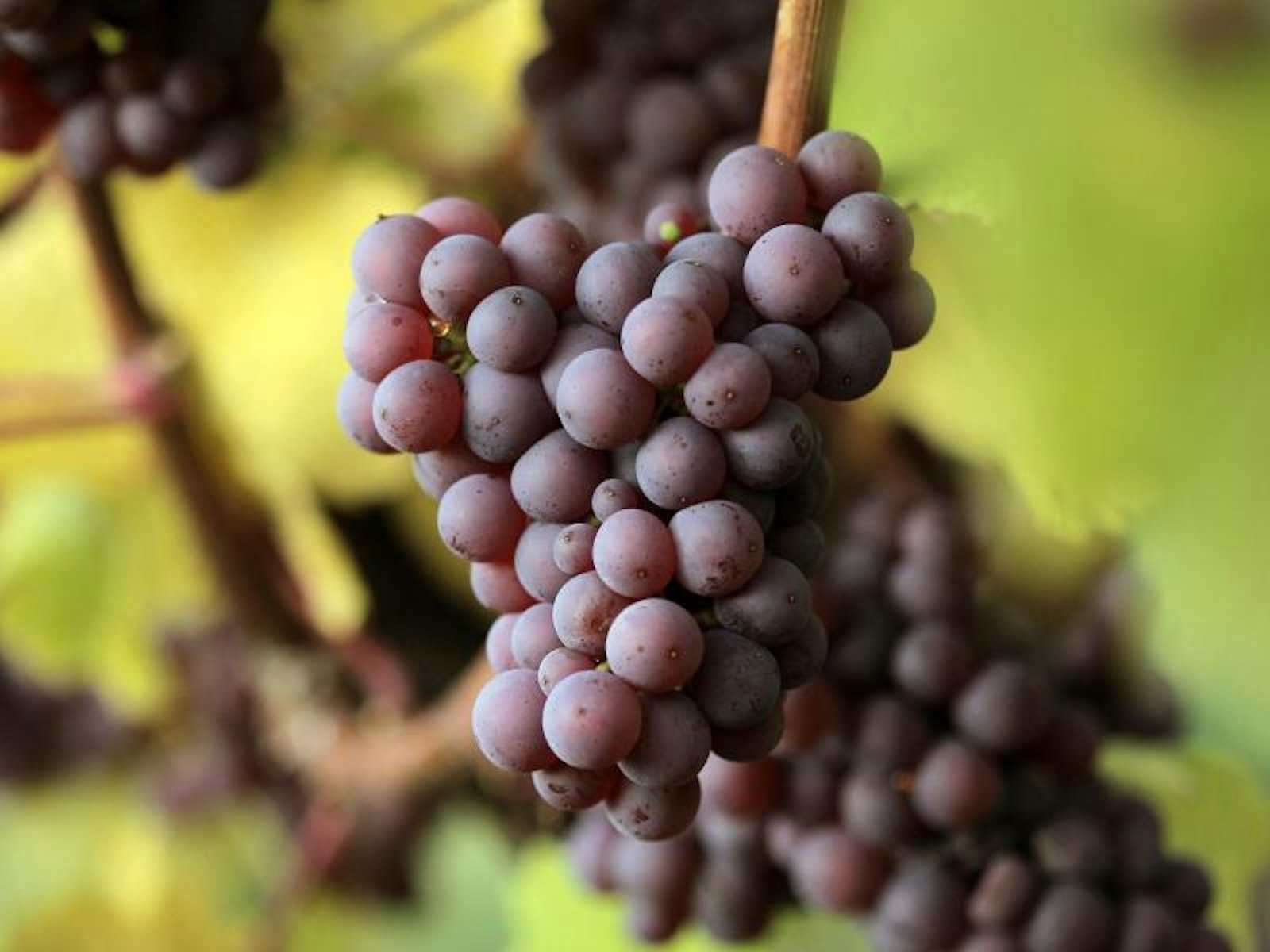 Köstliche Weine aus roten Trauben 