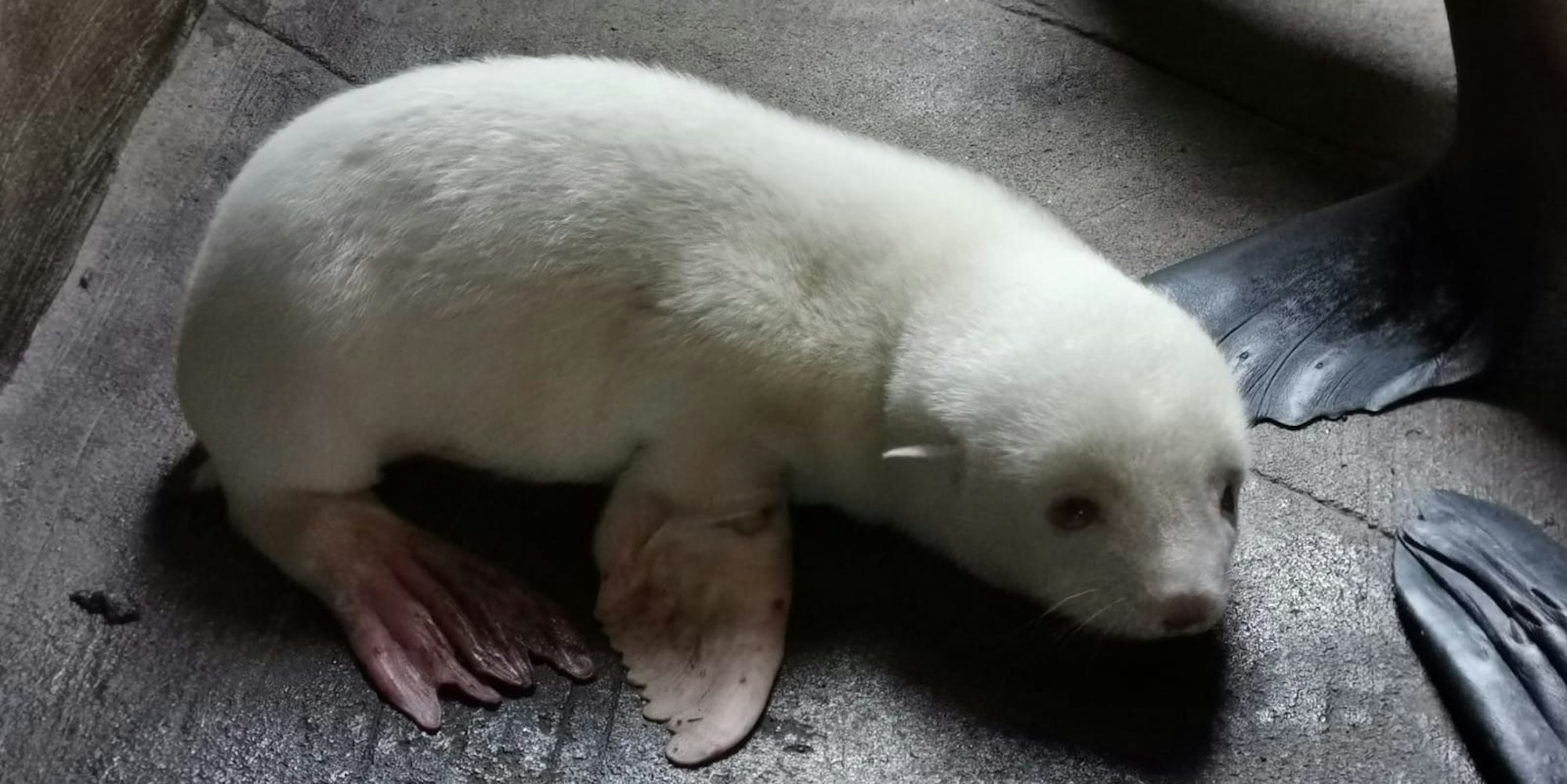 Albino-Seebärenbaby 1