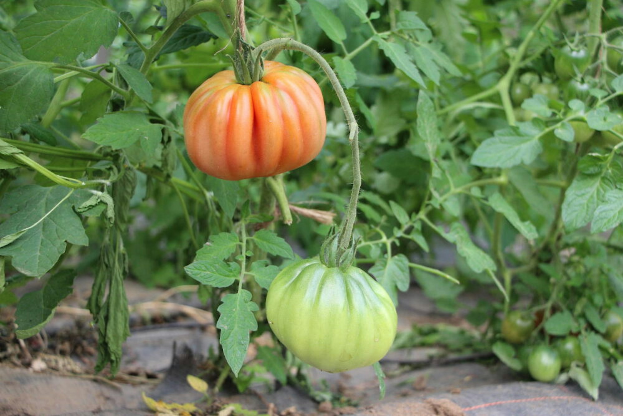 Zum Angebot gehören diverse Gemüsesorten, darunter verschiedene Tomaten und Gurken.