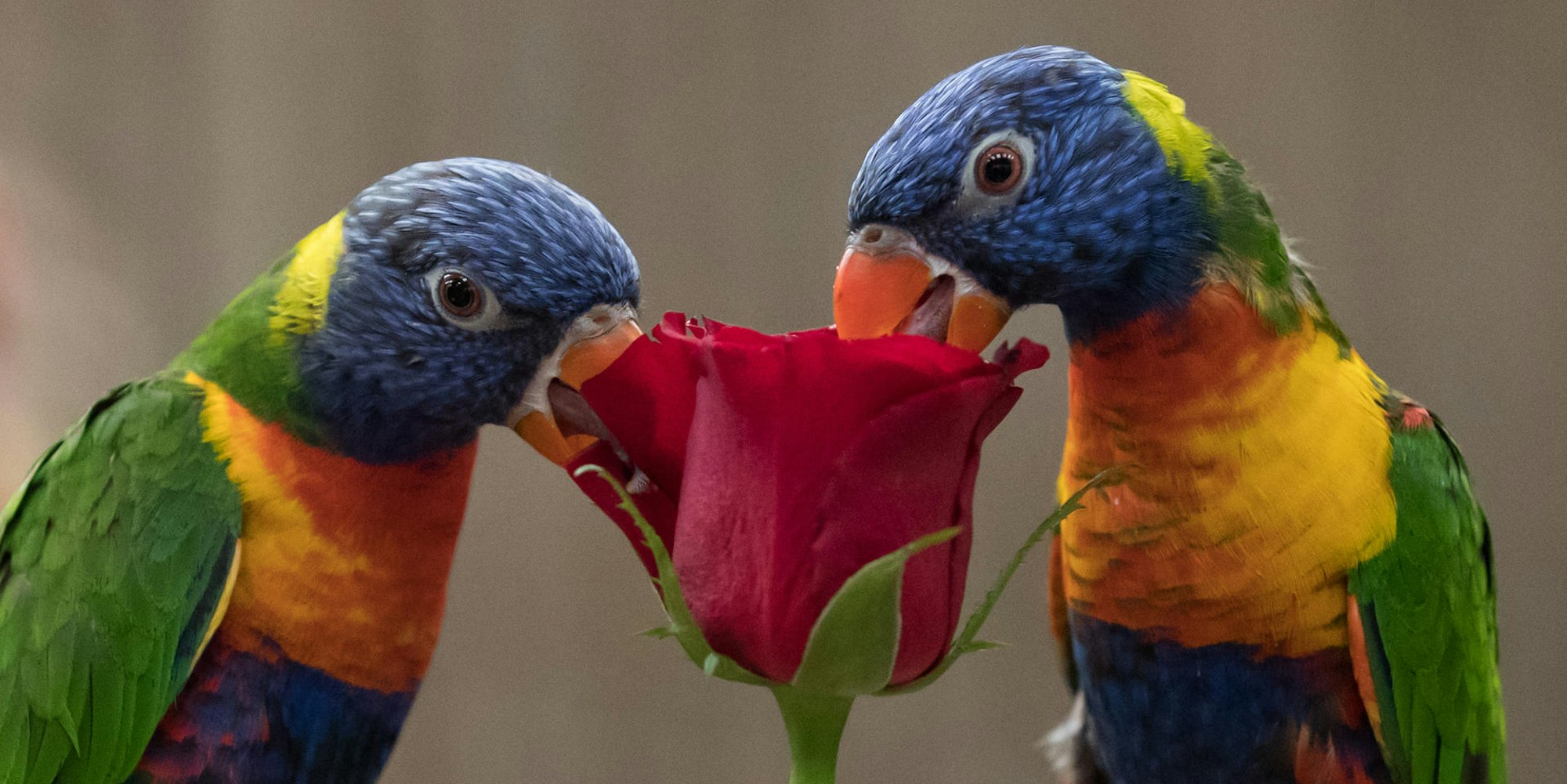 Zwei Vögel und eine Rose_Valentinstag