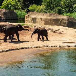 Elefanten im Kölner Zoo