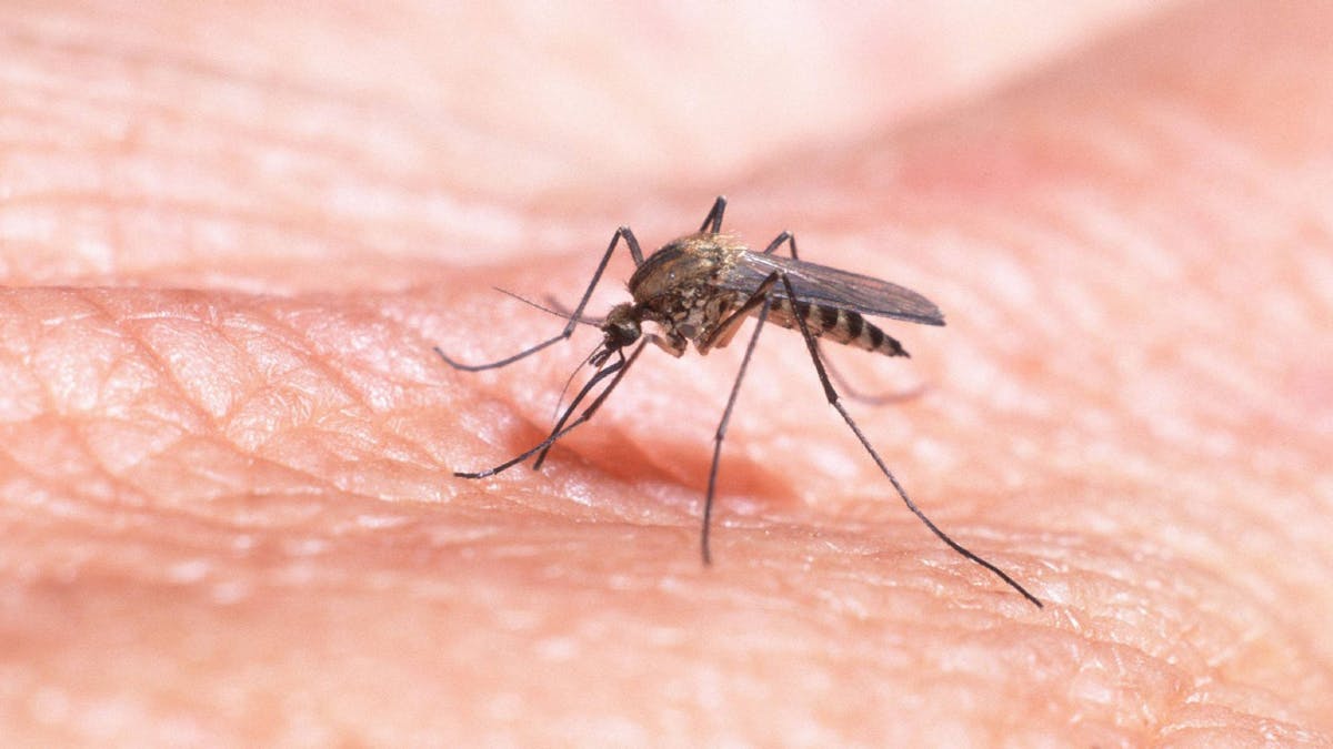 Hausmücke Culex pipiens auf Menschenhaut: Der Stechmücken genügen sechs Sekunden, um sich vollzusaugen.