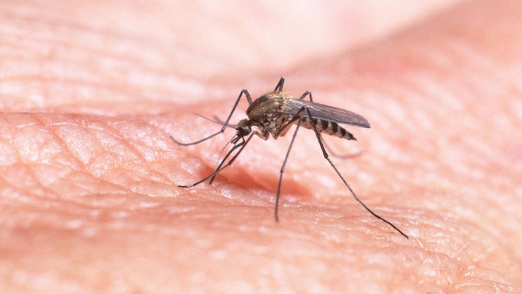 Hausmücke Culex pipiens auf Menschenhaut: Der Stechmücken genügen sechs Sekunden, um sich vollzusaugen.