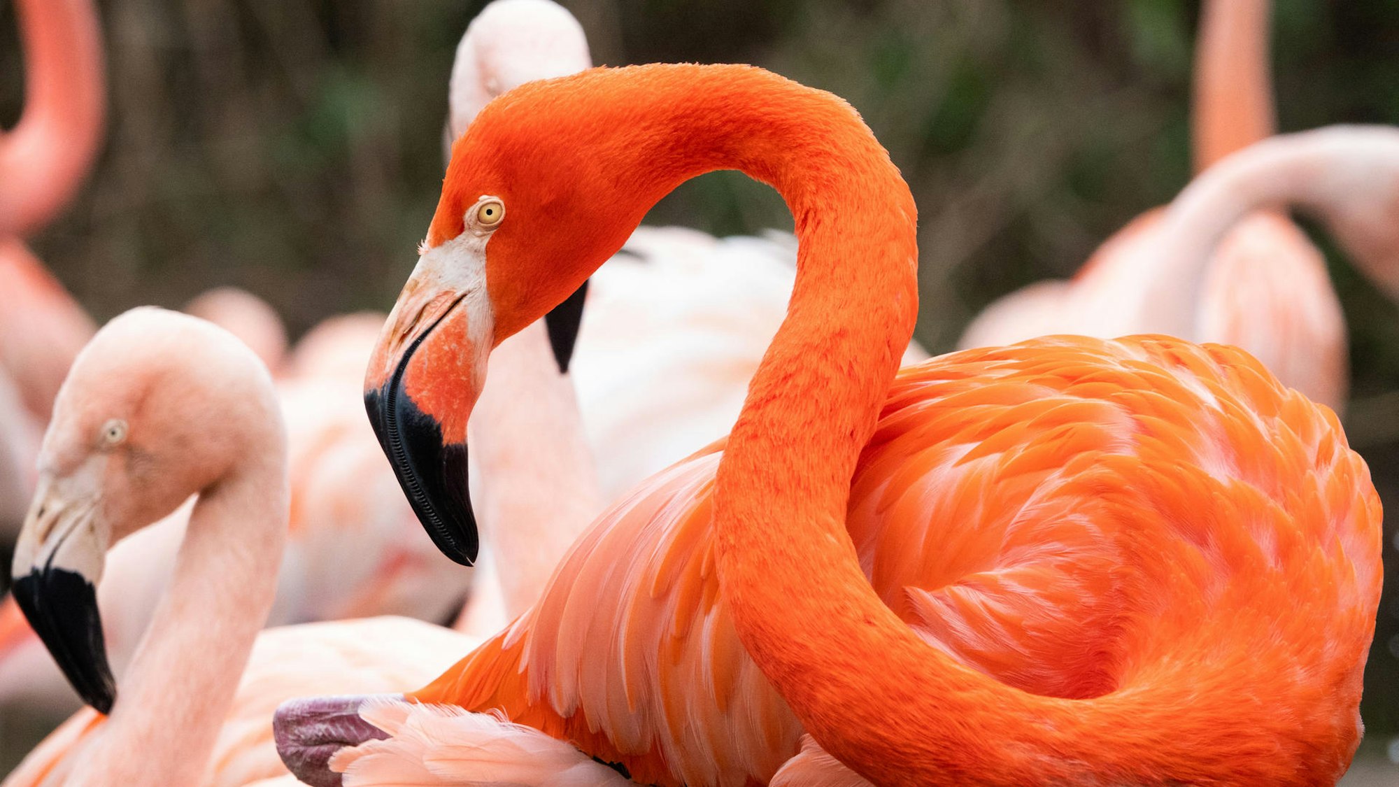 Rosafarbene Flamingos