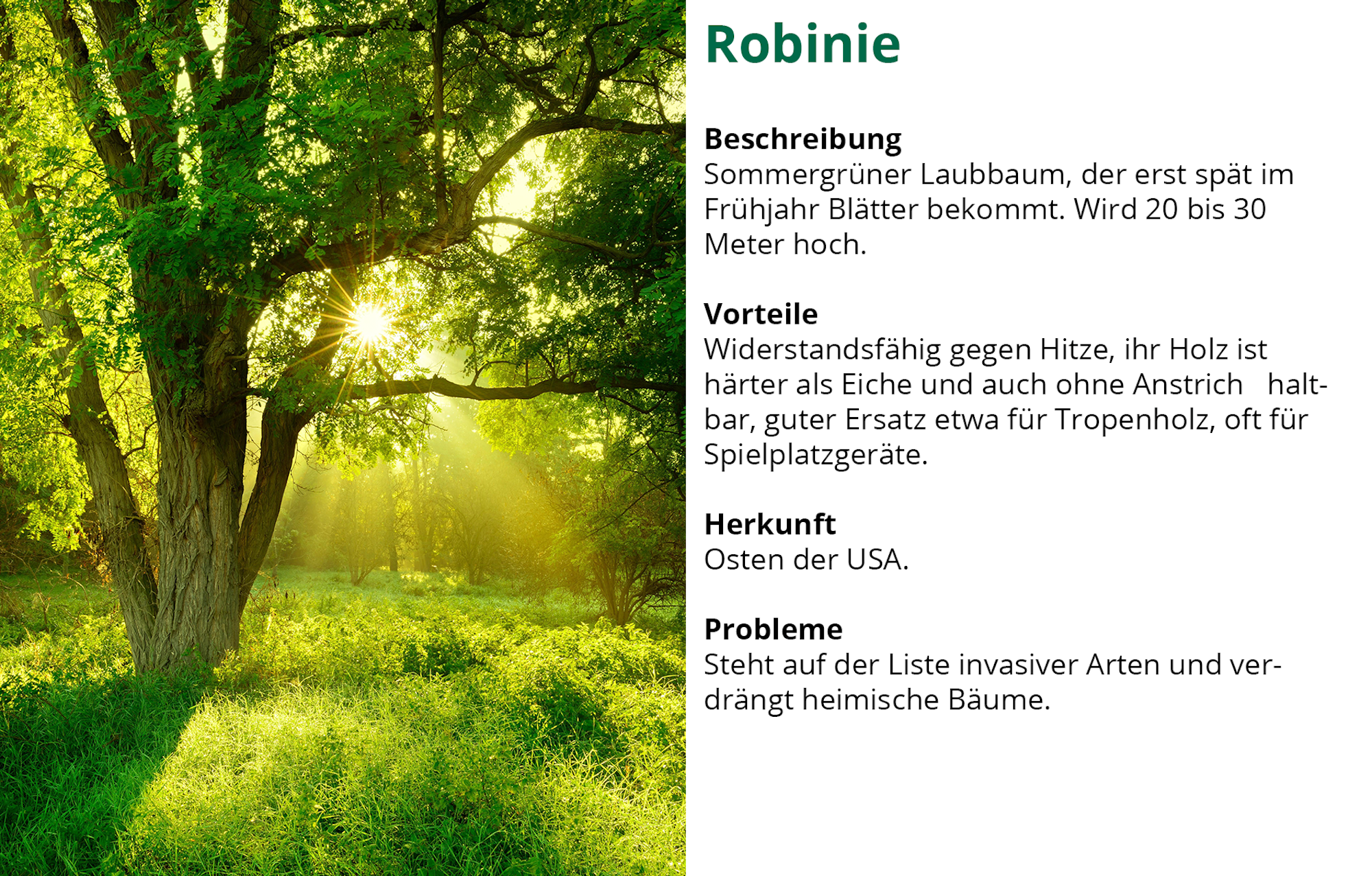 Waldserie-Robinie