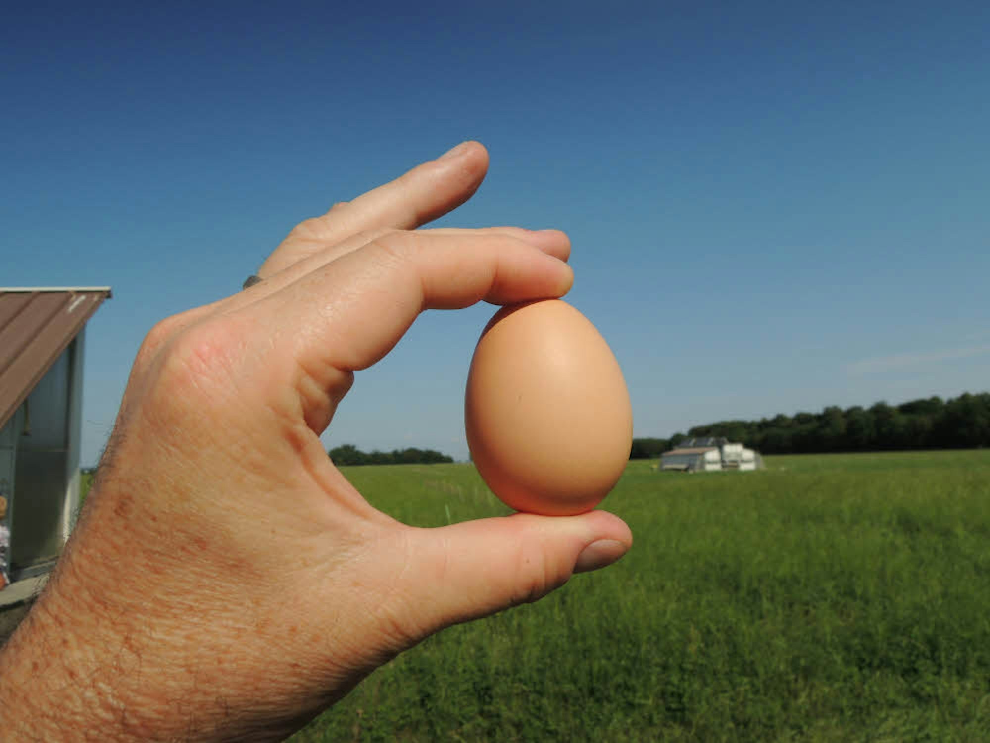 Weiße Hühner legen pro Jahr etwa 220 hellbraune Eier