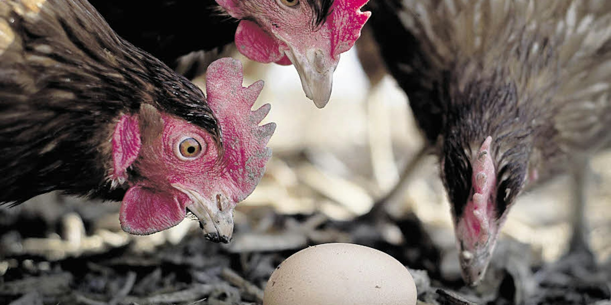 „Dann leg ich jeden Tag ein Ei...“: Vier Hühner sollen Ende der Woche im Kindergarten in Zingsheim einziehen.