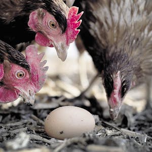„Dann leg ich jeden Tag ein Ei...“: Vier Hühner sollen Ende der Woche im Kindergarten in Zingsheim einziehen.