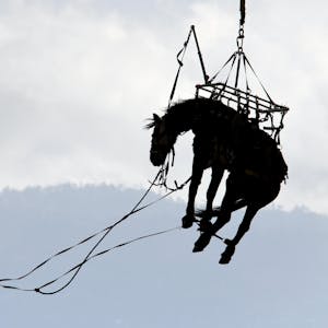 Pferd von Helikopter gerettet