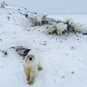 Eisbären am Polarmeer