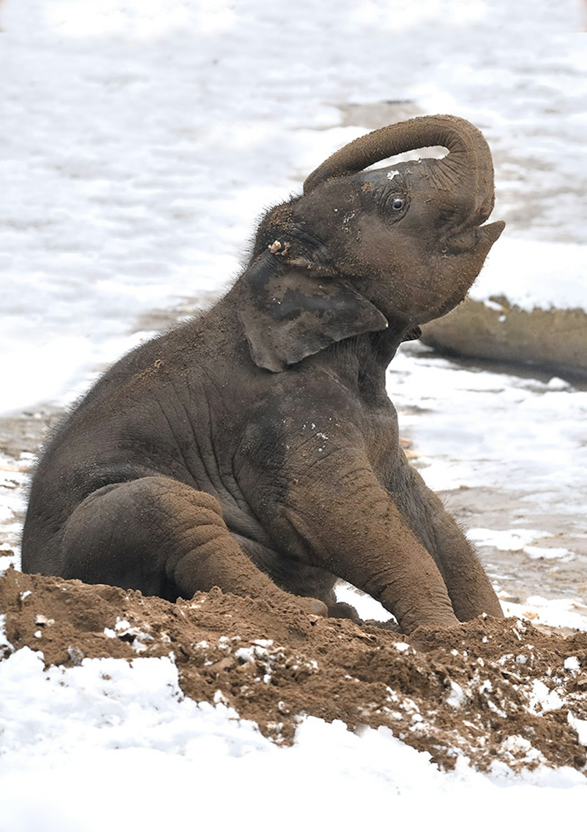 Das Elefantenbaby des Kölner Zoos Leev Ma Rie spielt im Schnee