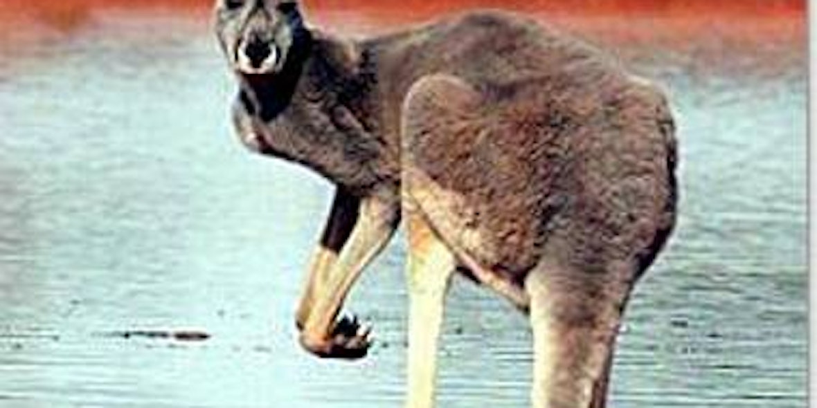 In Australien haben kleine Kängurus im Opiumrausch Kornkreise getrampelt. (Archivbild: dpa)
