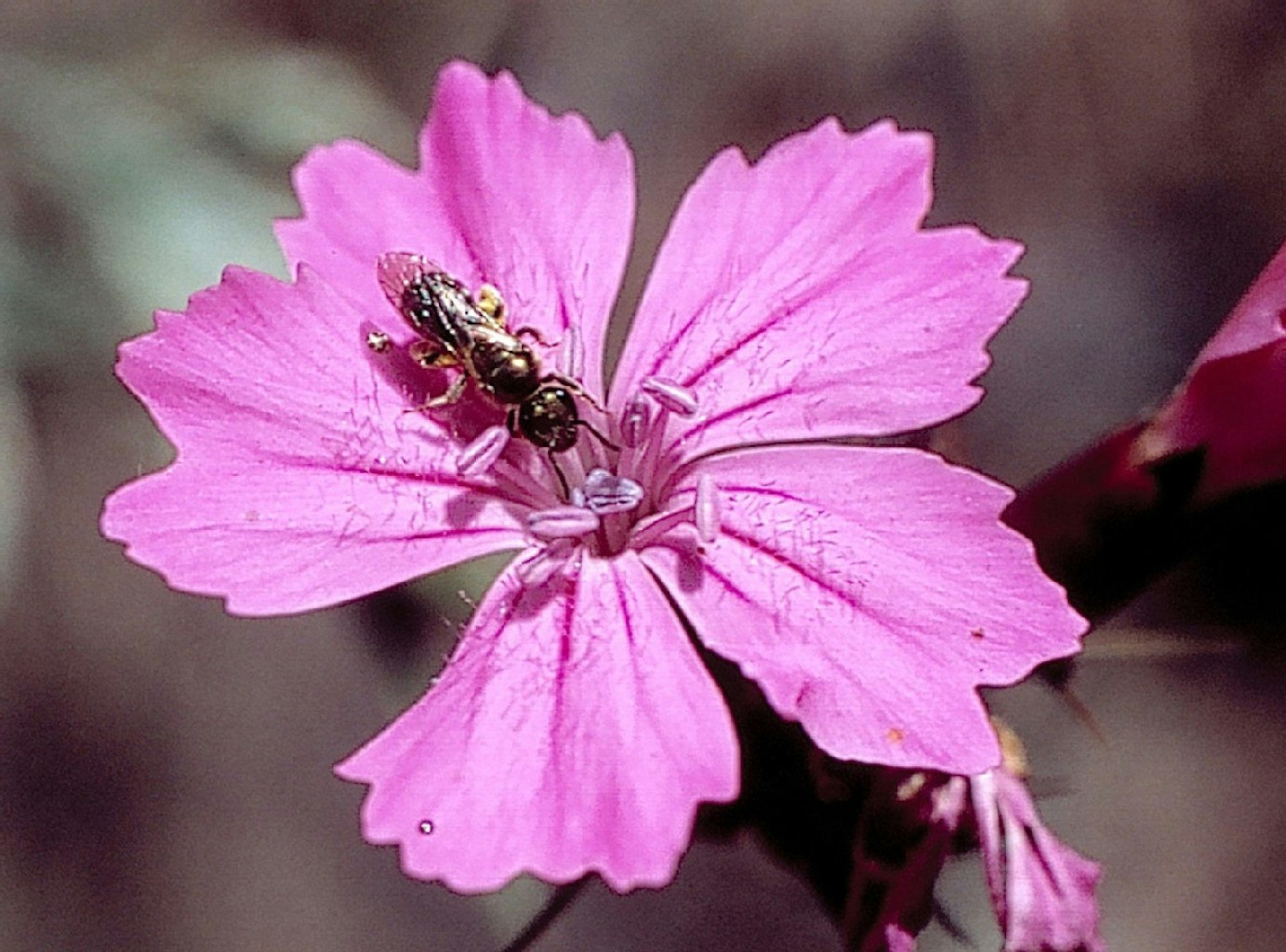 Auch die Wildbiene ist eine Allerweltsart und droht aus Feld, Wald und Wiesen in Nordrhein-Westfalen zu verschwinden.