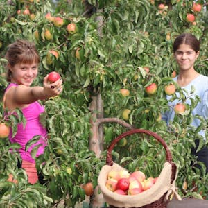 Äpfel zu ernten, das macht auch den beiden Teenagern Romy Schumacher (l.) und ihrer Freundin Maja Perschmann Spaß.