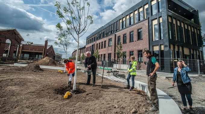 Die ersten zwei von künftig zwölf Schnurbäumen am Entree zum TH-Campus in der Neuen Bahnstadt sind gepflanzt.