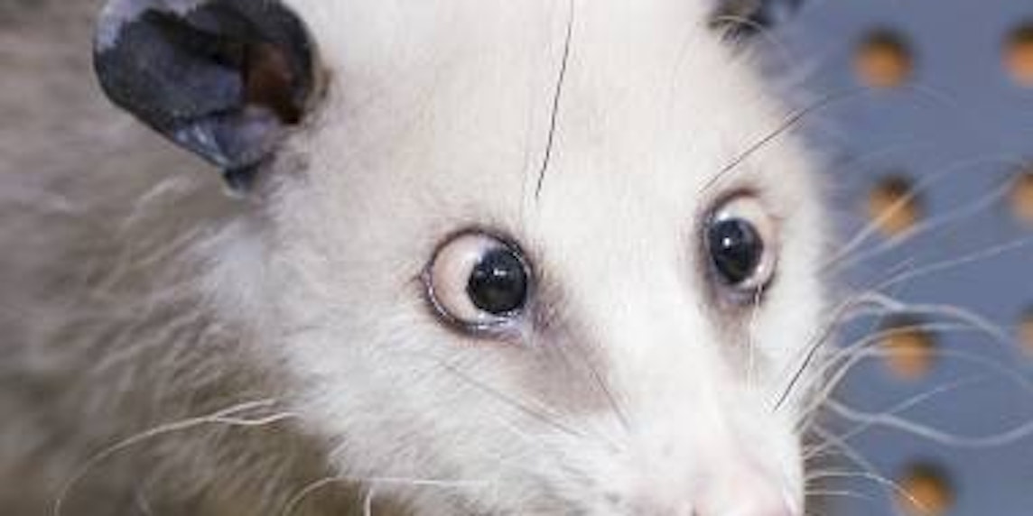 Heidi, das schielende Opossum aus dem Leipziger Zoo. (Bild: dpa)