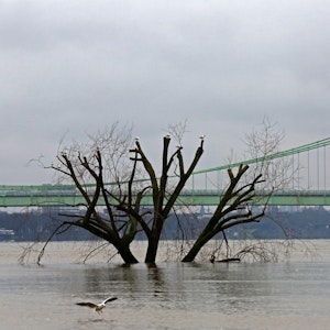 Rhein Hochwasser 070221 GOYERT