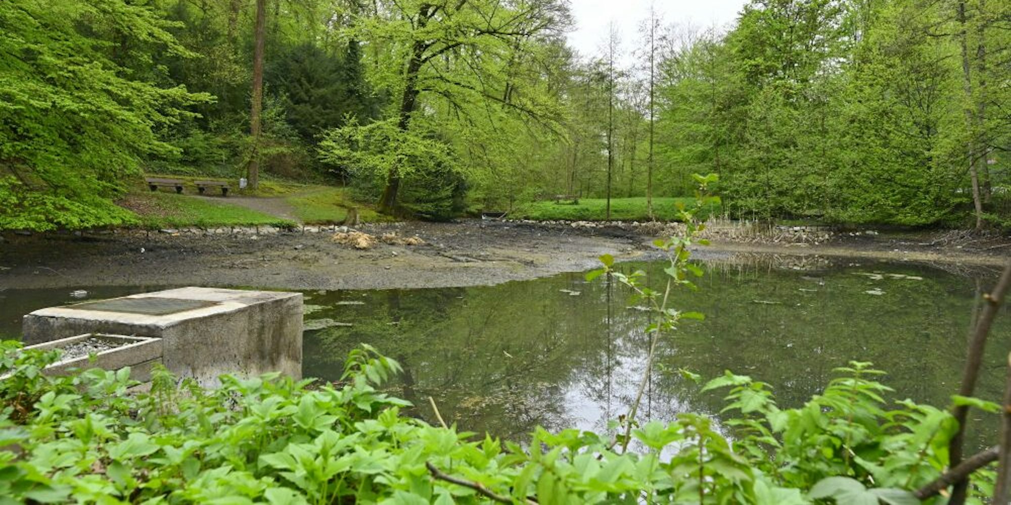 Köhlers Teich ist aktuell weitgehend abgelassen.