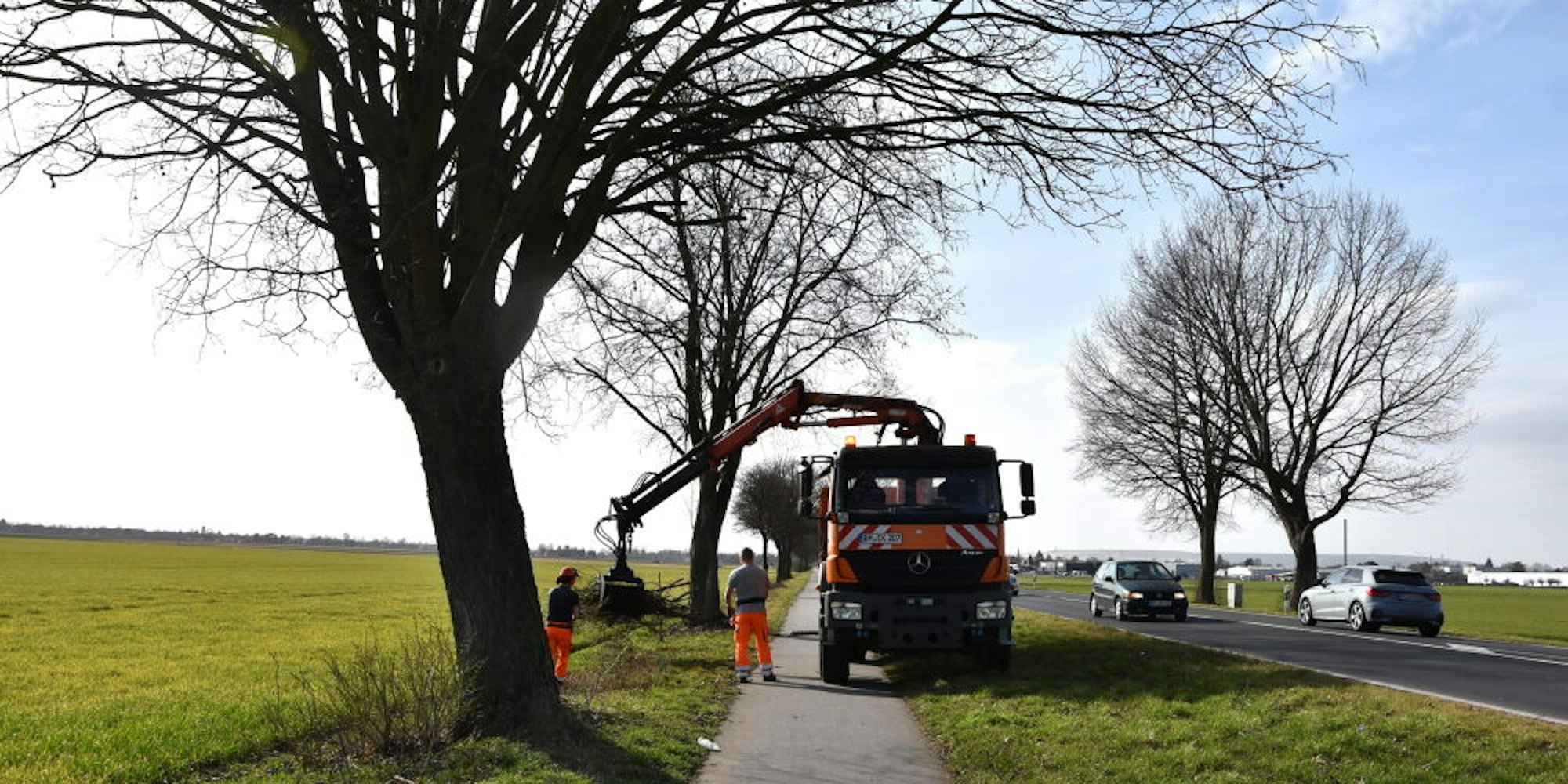 35 Bäume werden am 27.Februar zwischen den Ortseingängen von Elsdorf und Bergheim gefällt.