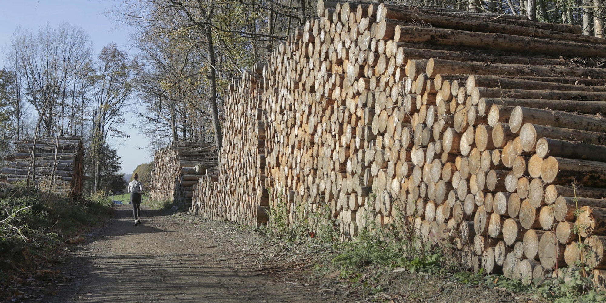 In Lindlar-Ost warten große Mengen geschlagenes Holz auf den Abtransport.