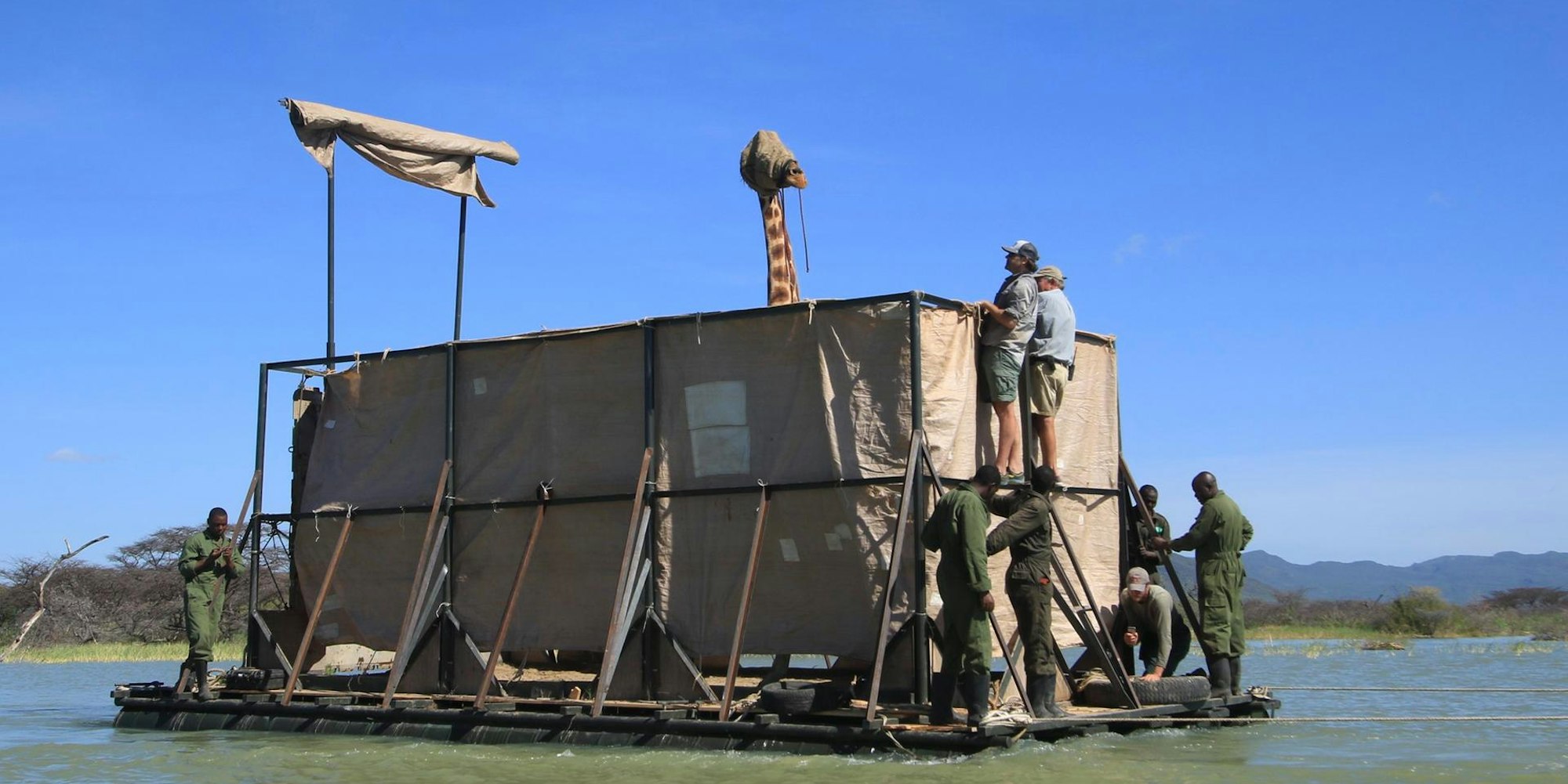 Giraffe im Boot