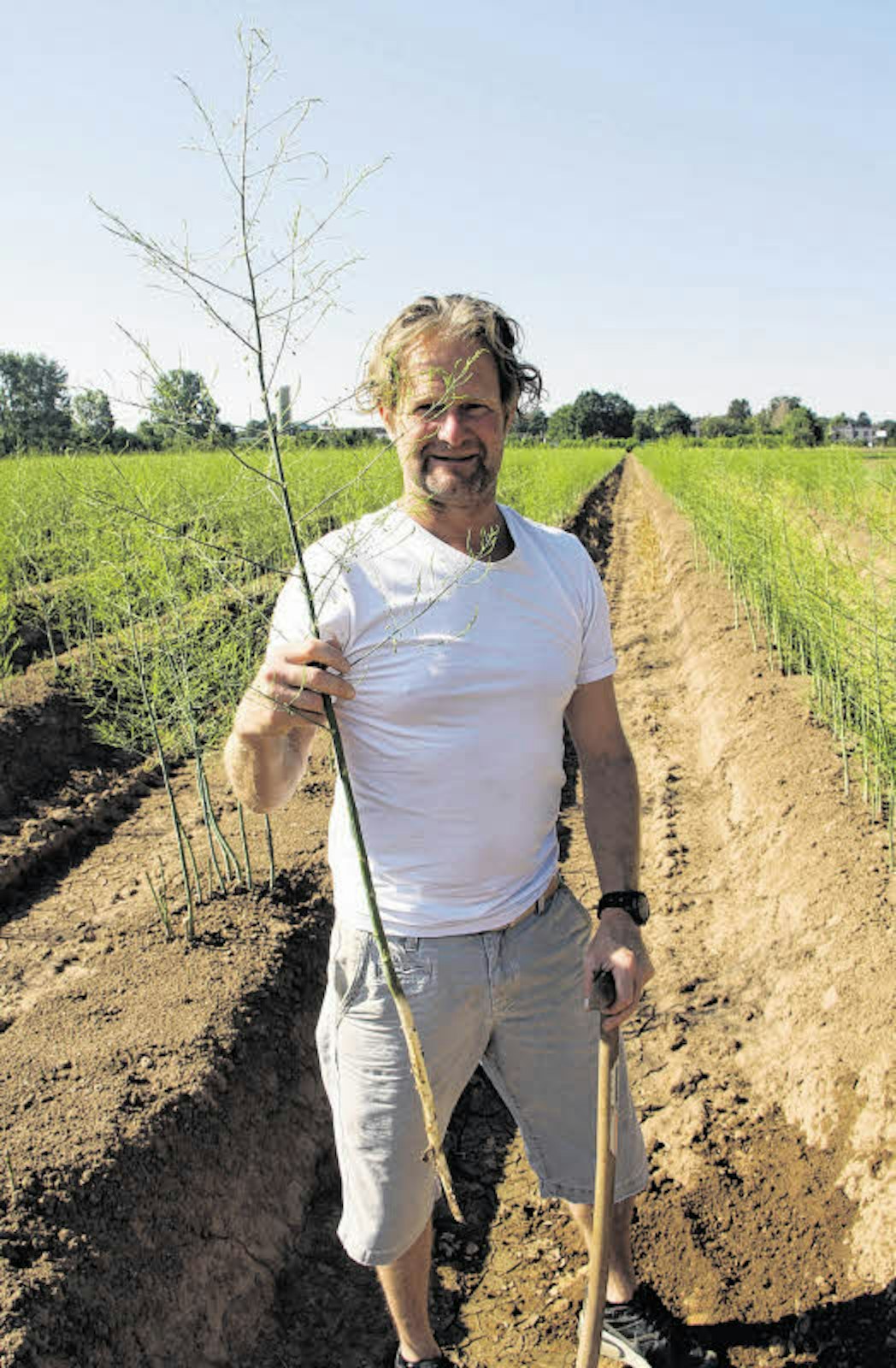Erdbeer- und Spargelbauer Michael Schumacher hat zur Demonstration eine Spargelstange ausgegraben. Locker schaffen es die Pflanzen auf eine Gesamtlänge von 1,50 Metern.