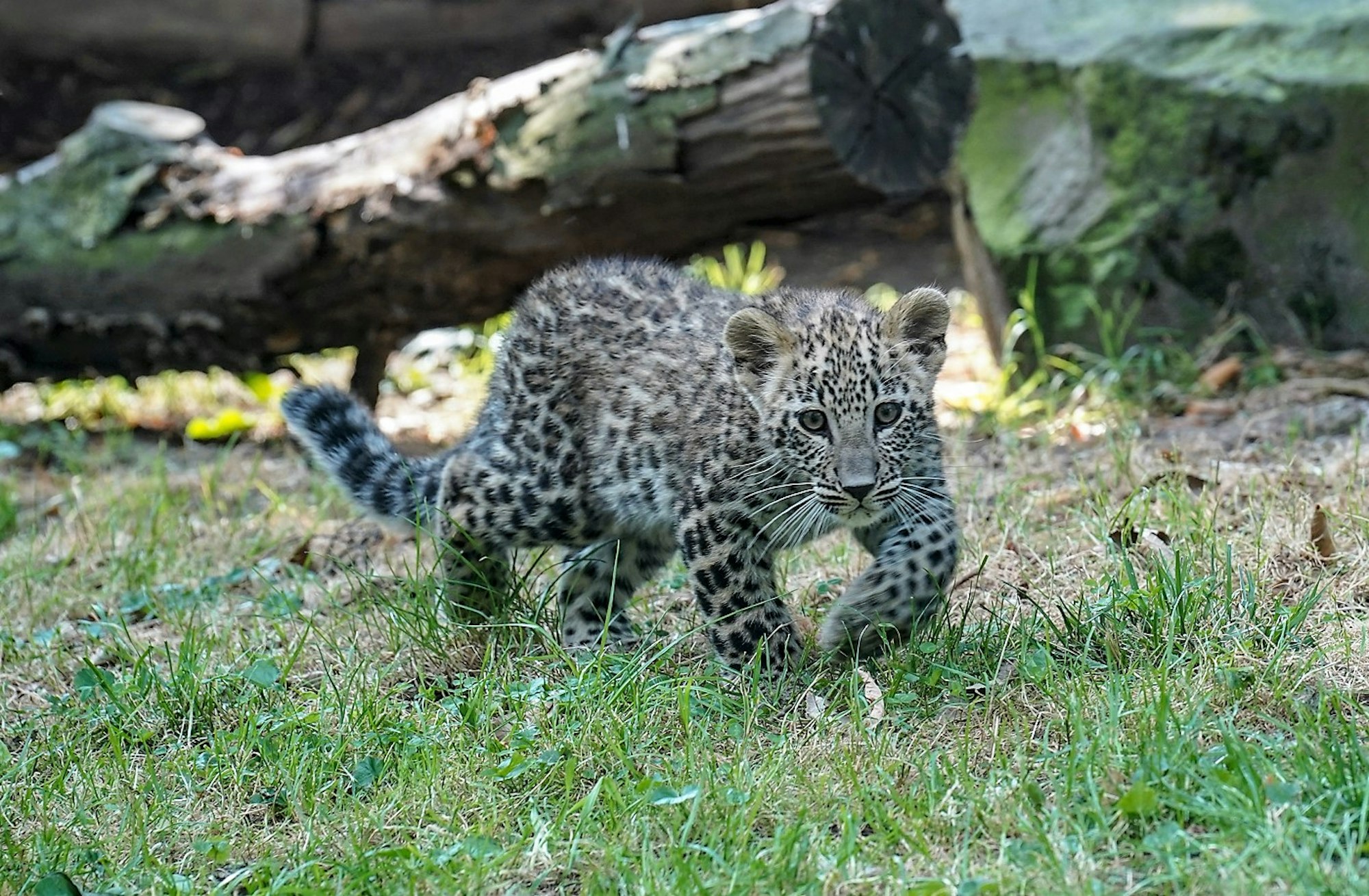 Leoparden Babys Kölner Zoo