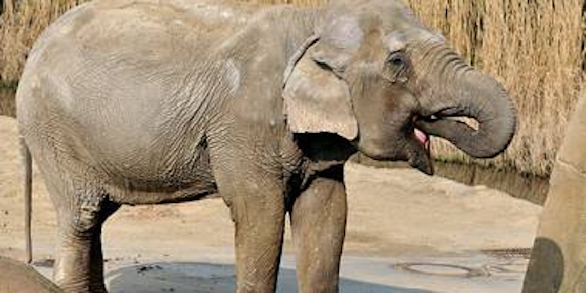 Die Elefantenkuh Chumpol ist nach einer Rangelei gestorben. (Bild: Kölner Zoo)
