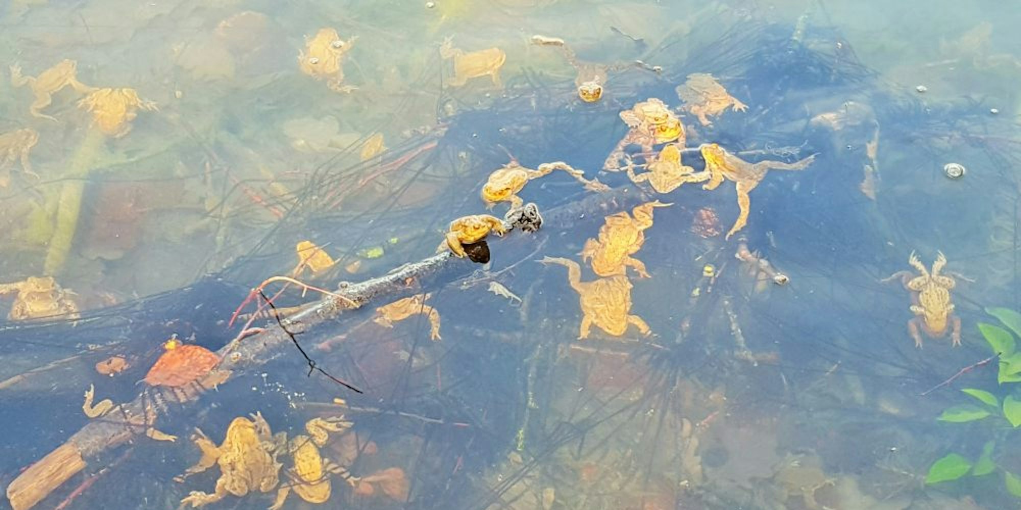 Im seichten Wasser des Adenauer-Weihers haben sich hunderte fortpflanzungsbereite Erdkröten versammelt.