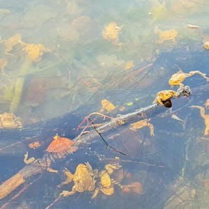 Im seichten Wasser des Adenauer-Weihers haben sich hunderte fortpflanzungsbereite Erdkröten versammelt.