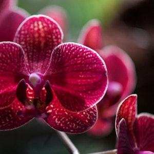 Orchideen richtig gießen