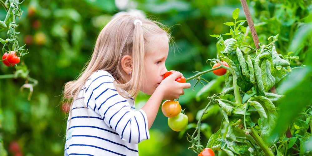 Der Aromatest: Gerade Tomaten brauchen genug Zeit und ausreichend Sonne, um den vollen Geschmack zu entfalten.