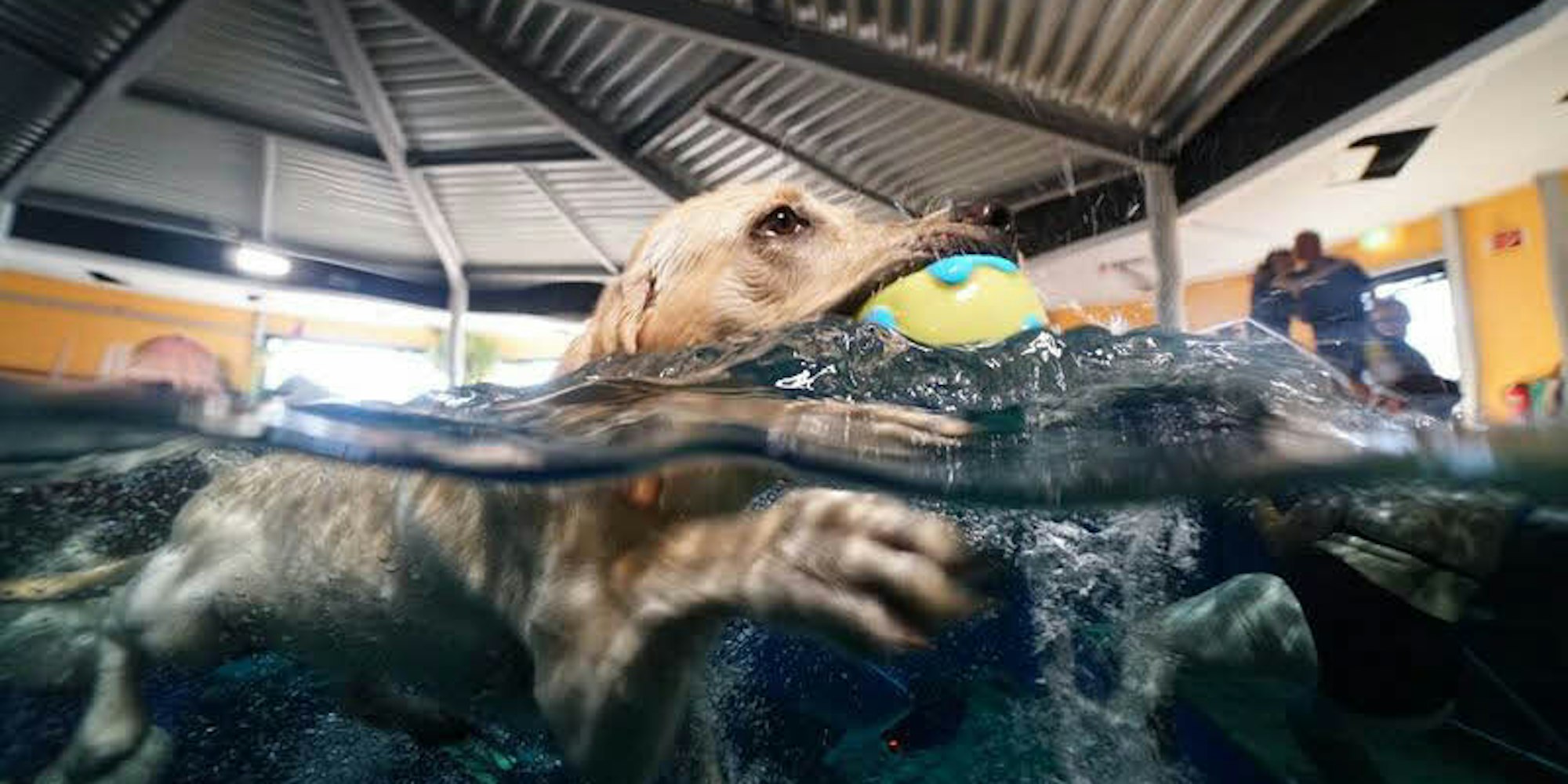 Viele Hunde hatten besonderen Spaß beim Apportieren aus dem Wasser.